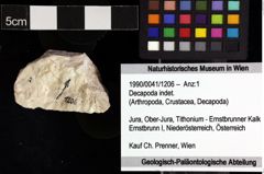 Foto (Objket + Etiketten) von Decapoda indet. 